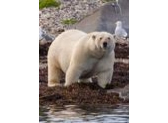 «Tanti e obesi»: gli orsi polari smentiscono le previsioni